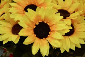 9.27.18 Sunflowers Pixabay