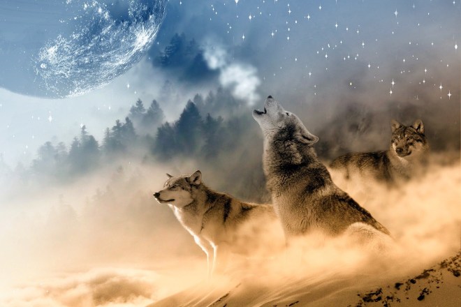 6.12.20 Feeding the Wolves Pixabay.com